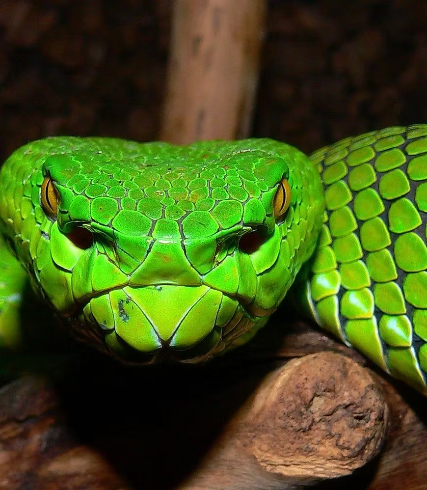 Viper Venom Fensterreiniger Seife