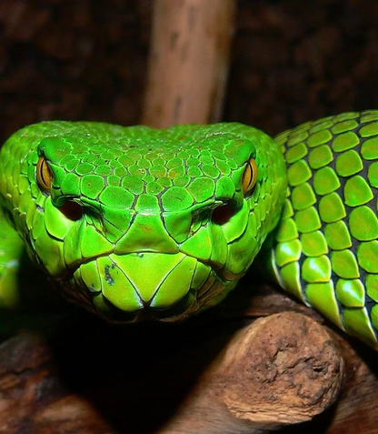 Viper Venom Fensterreiniger Seife